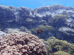 Forcipiger longirostris