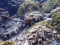 Forcipiger longirostris