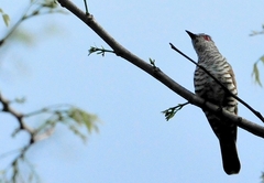 Chrysococcyx minutillus