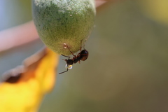 Dolichoderus scabridus