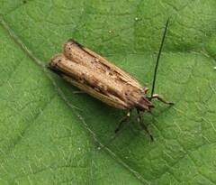 Helcystogramma phryganitis