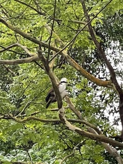 Garrulax leucolophus