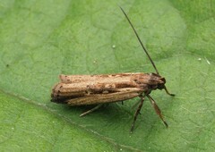 Helcystogramma phryganitis