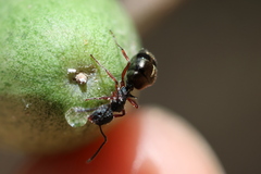 Dolichoderus scabridus