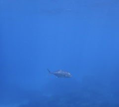 Caranx papuensis