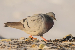Columba rupestris