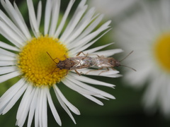 Nysius