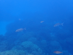 Caranx papuensis