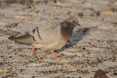 Columba rupestris