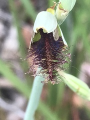 Calochilus therophilus