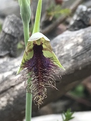 Calochilus therophilus