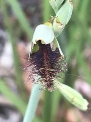 Calochilus therophilus