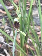 Calochilus therophilus