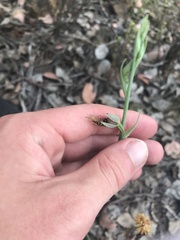 Calochilus therophilus