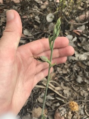 Calochilus therophilus