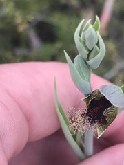 Calochilus therophilus