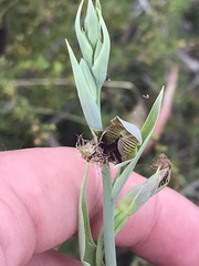 Calochilus therophilus