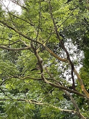 Garrulax leucolophus