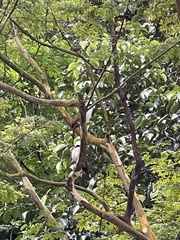 Garrulax leucolophus