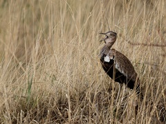 Eupodotis ruficrista