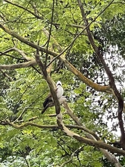 Garrulax leucolophus