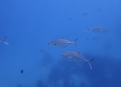 Caranx papuensis