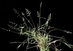 Echinochloa crus-galli