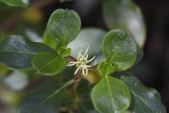 Coprosma hirtella