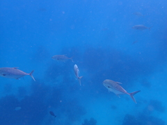 Caranx papuensis