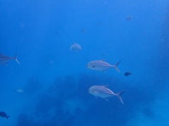 Caranx papuensis