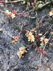 Muehlenbeckia tuggeranong