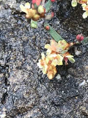 Muehlenbeckia tuggeranong