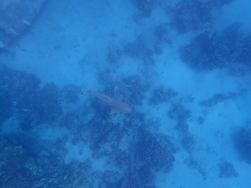 Blacktip reef shark