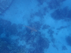 Blacktip reef shark
