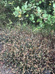 Muehlenbeckia tuggeranong