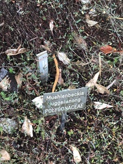 Muehlenbeckia tuggeranong