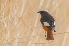 Phoenicurus erythrogastrus