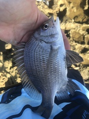 Acanthopagrus pacificus