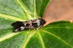 Elachistinae
