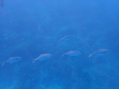 Caranx papuensis