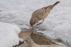 Carpodacus rubicilla