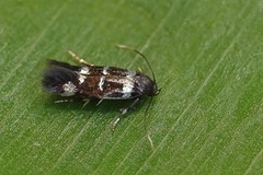Elachistinae