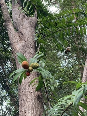 Freycinetia scandens