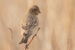 Carpodacus rubicilla