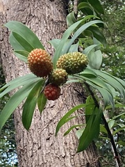 Freycinetia scandens