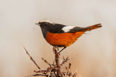 Phoenicurus erythrogastrus