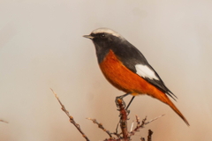 Phoenicurus erythrogastrus