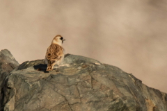 Montifringilla davidiana