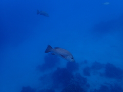 Lutjanus argentimaculatus