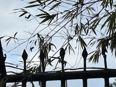 Corvus macrorhynchos